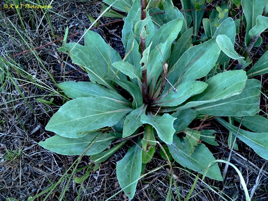 {Trilisa odoratissima}